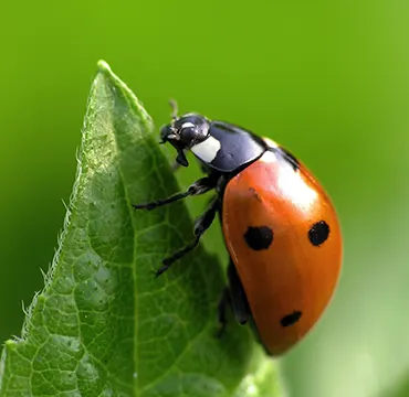 Les coccinelles prédatrices de nuisibles