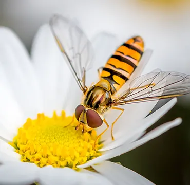 Les syrphes amateurs de pollen